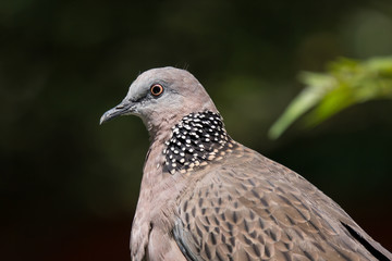 Close up of Brown Pigeon