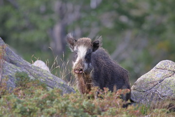 Wildschwein