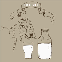 Vector image of goat, goat milk bottle and vintage banner. A set of agricultural illustrations in the style of engraving for milk farm emblem.