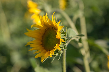 Big beautiful sunflowers outdoors