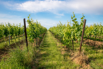 Fototapeta na wymiar German Vineyard with grass and blue sky in spring