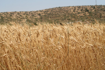 Fototapeta na wymiar Golden ears of wheat in front of hill and sky