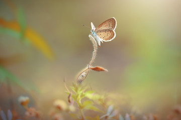  Beautiful butterflies in flowers