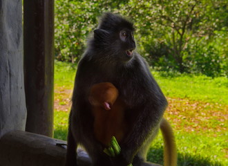 East Malaysia. island of Borneo. The name of the monkey Langur (monkey family) comes from a word that in Hindi means 