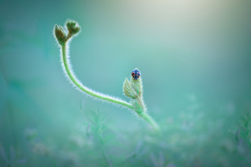  Beautiful butterflies in flowers