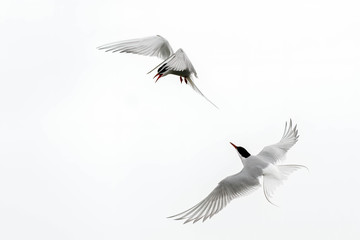 The Fight Between Arctic Terns - obrazy, fototapety, plakaty
