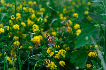 Orange butterfly among yellow flowers  in the summer day. Nature green background