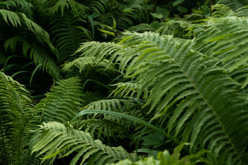 Fototapeta na wymiar Green leaves of fern in the garden. Nature background 
