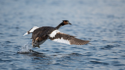 Isolated close up of single Great Crested Grebe Bird taking off in the wild- Danube Delta Romania
