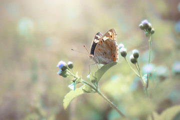  Beautiful butterflies in flowers