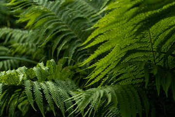 Close-up of leaves of fern. Green color background 