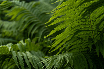 Close-up. Green background of leaves of fern