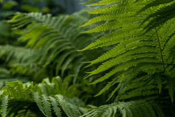 Green background of leaves of fern