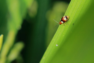 Beetle on Leaves at Morning