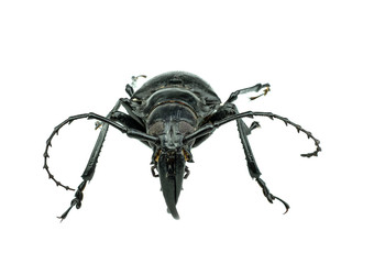 Morimus asper funereus