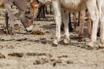 Fototapeta premium Young donkey smells poo on a donkey farm