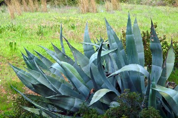 Agave cactus in free nature