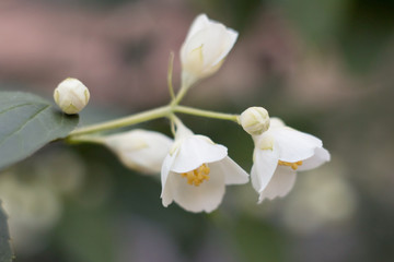 White flower bed. Delicate fresh flower