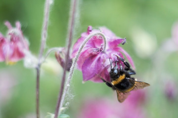 Bumblebee on flower. The bumblebee collects pollen. Works like a bee