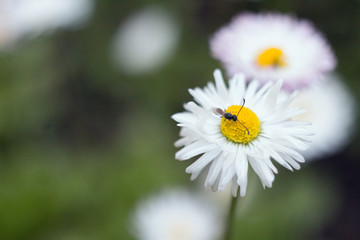 White flower bed. Delicate fresh flower