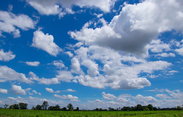 Obraz premium The atmosphere in the sugar cane farm in the morning, the sky is bright, the clouds are clumps And suitable for travel and leisure