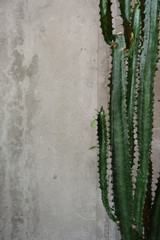 green plant on concrete background