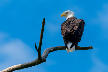 Perched Bald Eagle