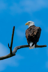 Perched Bald Eagle