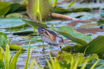 Isolated close up of a single Water Rail bird in the wild- Danube Delta Romania