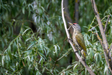 Isolated single Green Woodpecker bird in the wild- Danube Delta Romania