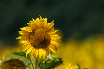 Sonnenblume (Helianthus annuus)