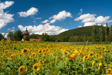 Geilweilerhof mit Sonnenblumenfeld