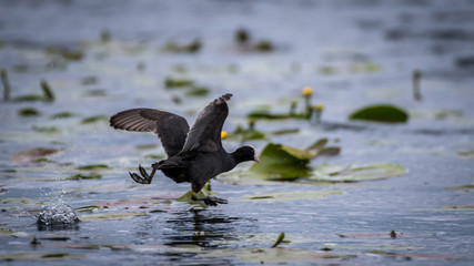 Isolated single Coot bird taking off in the wild- Danube Delta Romania