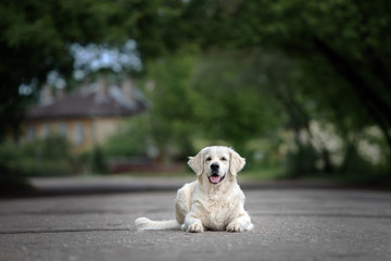Obraz premium happy golden retriever dog lying down on the road outdoors
