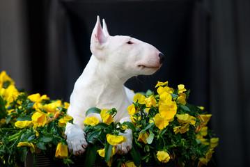 english bull terrier puppy posing in yellow flowers