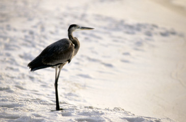 Heron on the Beach
