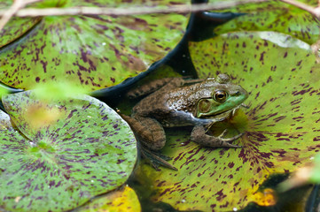 American Bullfrog on Lilypad