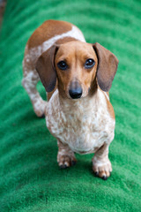 dachshund puppy portrait green background 