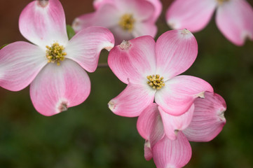 Fototapeta premium Pink Dogwood.