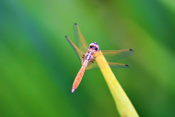 Colorful Dragonfly spreading it's wings against a blurred background