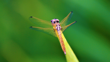 Colorful Dragonfly spreading it's wings against a blurred background