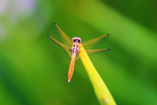 Colorful Dragonfly spreading it's wings against a blurred background