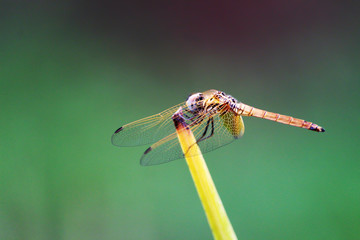 Colorful Dragonfly spreading it's wings against a blurred background