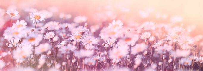 Daisy flower, wild daisy flowers flowering in meadow, beautiful landscape