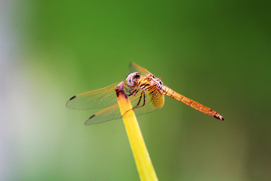 Colorful Dragonfly spreading it's wings against a blurred background