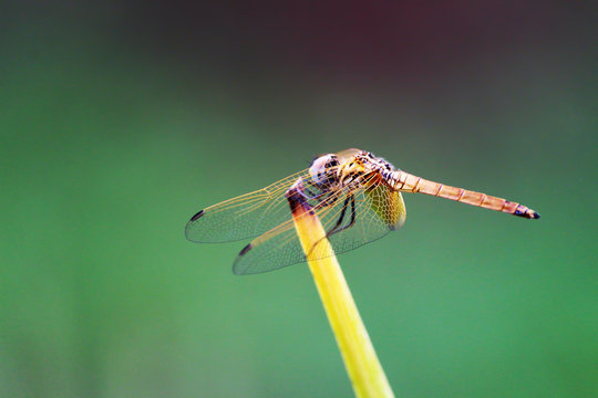 Colorful Dragonfly spreading it's wings against a blurred background