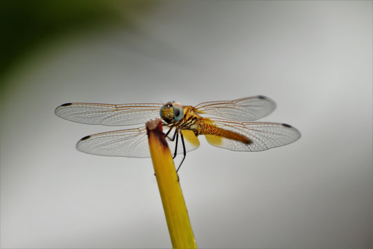 Colorful Dragonfly spreading it's wings against a blurred background
