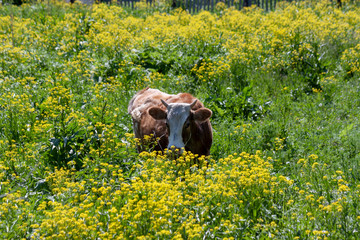 A cow in a meadow of flowers.