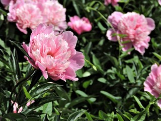 pink peonies in the garden