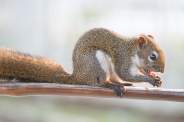 Squirrel eating nut on wooden bar in garden